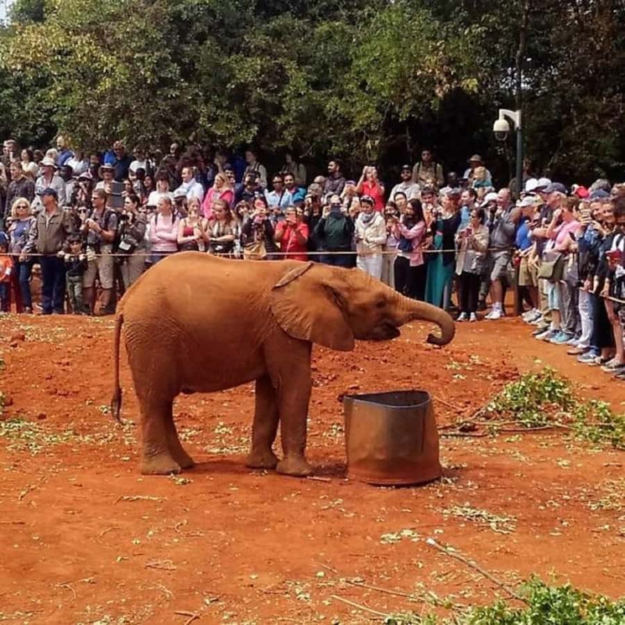 Nairobi: National Park, Elephant Orphanage, and Giraffe Tour - Feeding Rothschild’s giraffes at the Giraffe Centre