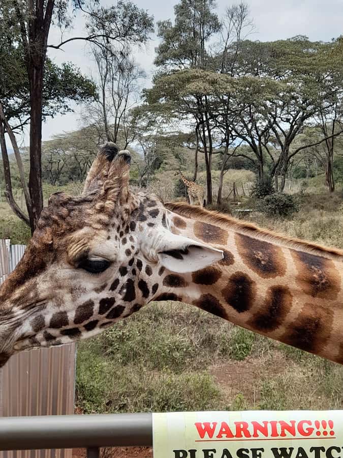 Nairobi: National Park, Elephant Orphanage, and Giraffe Tour - The real price: $195 before lunch