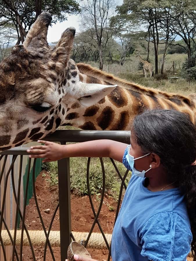Nairobi: National Park, Elephant Orphanage, and Giraffe Tour - Pickup, transport, and communication matter