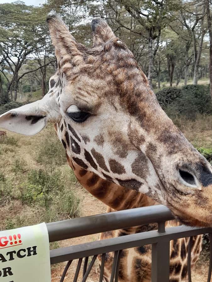Nairobi: National Park, Elephant Orphanage, and Giraffe Tour - What to pack for this seven-hour outing