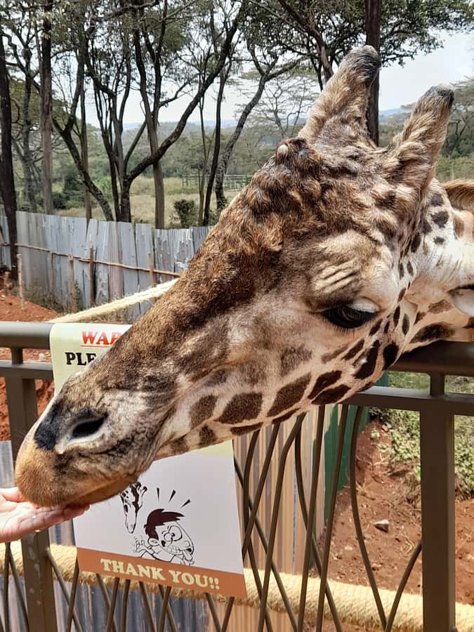 Nairobi: National Park, Elephant Orphanage, and Giraffe Tour - Who will get the most from this tour