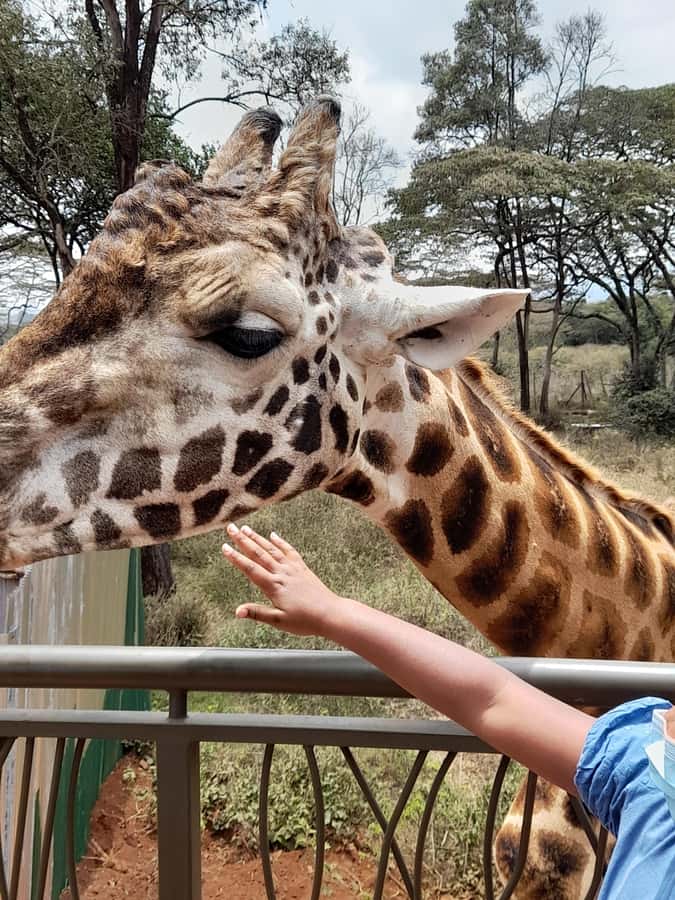 Nairobi: National Park, Elephant Orphanage, and Giraffe Tour - Should you book it?