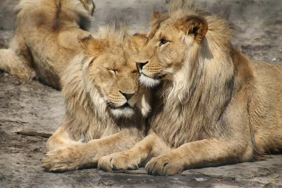 Nairobi: National Park, Elephant Orphanage & Giraffe Center - Key points to know before booking