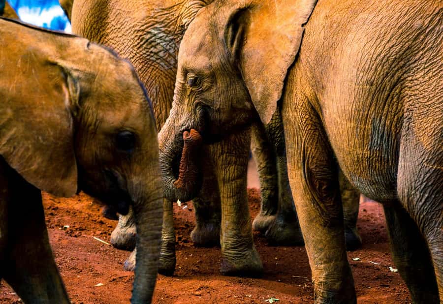 Nairobi: National Park, Elephant Orphanage & Giraffe Center - Four hours among wild animals in Nairobi National Park