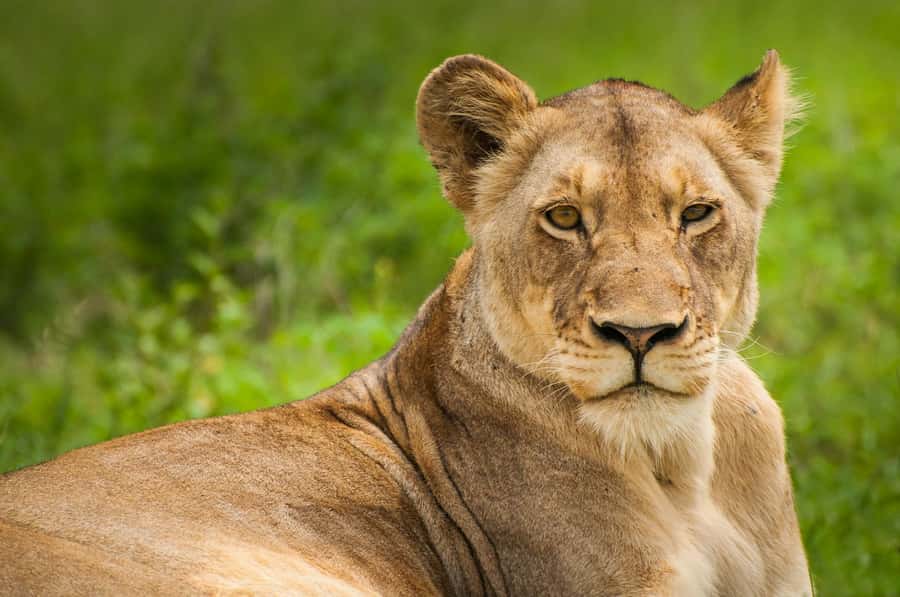 Nairobi: National Park, Elephant Orphanage & Giraffe Center - Lunch and the shift from wildlife to city culture