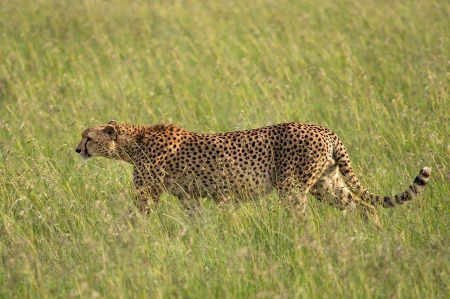 Nairobi: National Park, Elephant Orphanage & Giraffe Center - What the $20 price really means