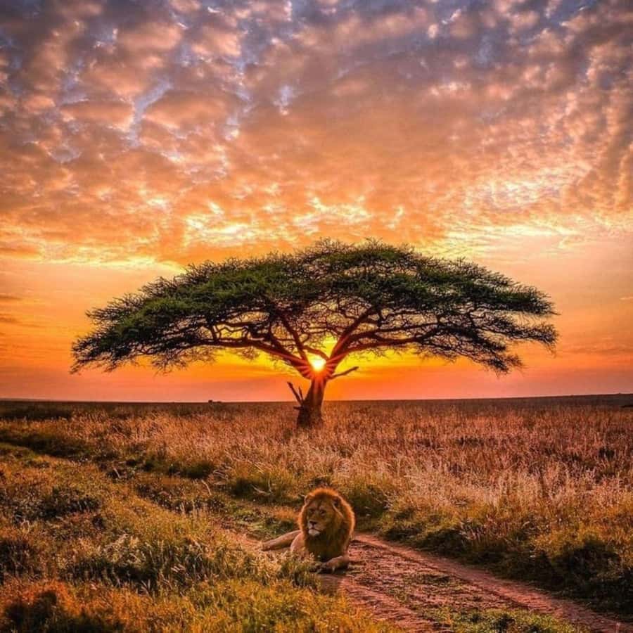 Nairobi: National Park, Elephant Orphanage & Giraffe Center - Who should book this outing