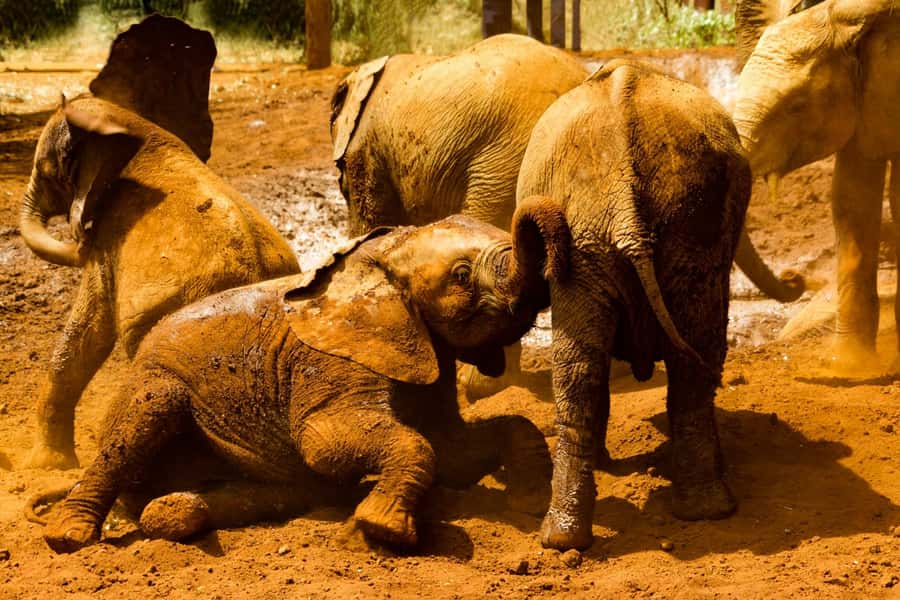 Nairobi: National Park, Elephant Orphanage, & Giraffe Center - The elephant orphanage and what the visit adds