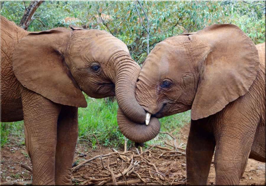 Nairobi: National Park, Elephant Orphanage, & Giraffe Centre - Key points to know before you book