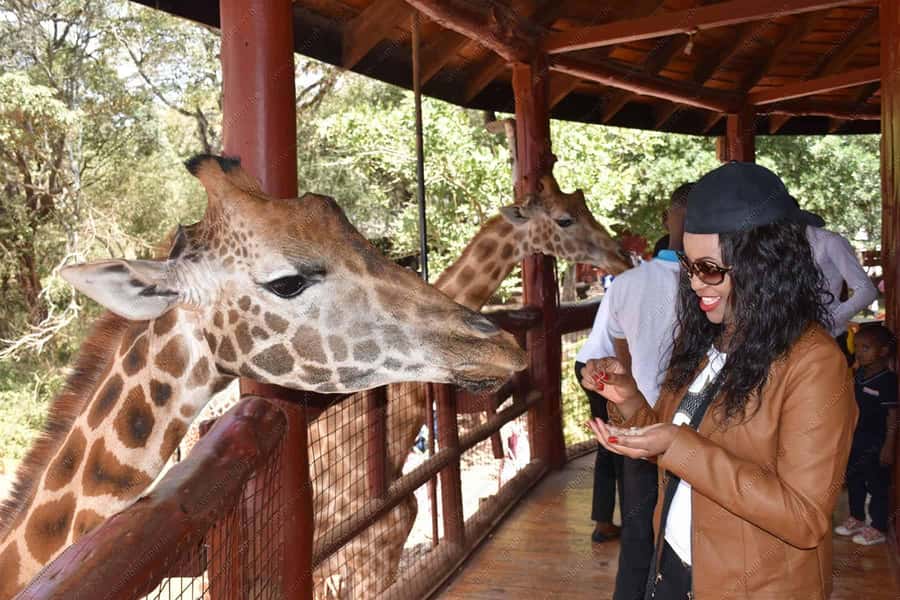 Nairobi: National Park, Elephant Orphanage, & Giraffe Centre - The one-hour elephant nursery at 11 a.m.