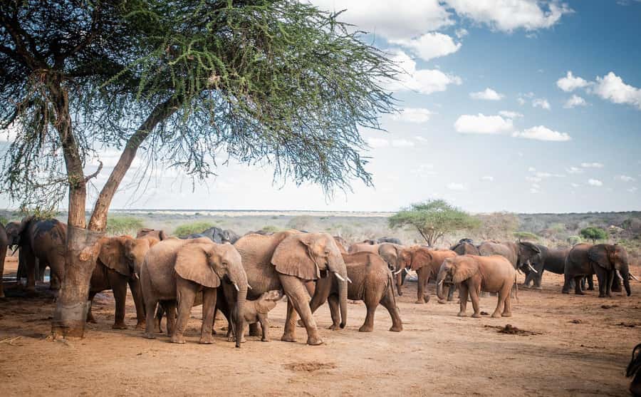 Nairobi: National Park, Elephant Orphanage, & Giraffe Centre - Feeding Rothschild giraffes at the Giraffe Centre
