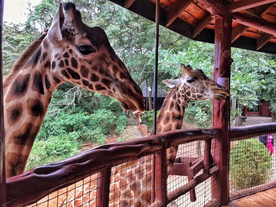 Nairobi: National Park, Elephant Orphanage, & Giraffe Centre - Is $76 a good value?