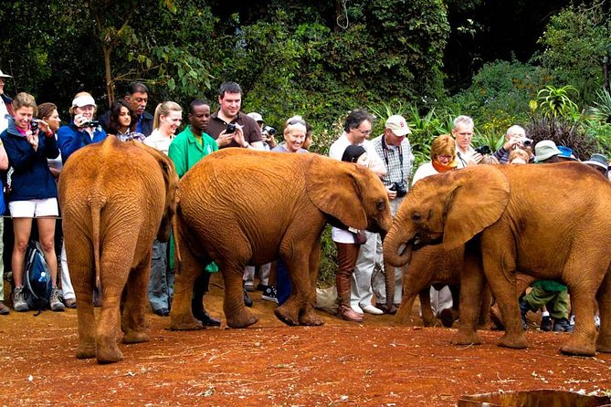 Nairobi National Park, Elephant Orphanage, Giraffe Centre Tour - Elephant Orphanage and the conservation stop