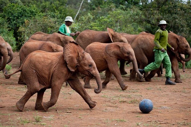 Nairobi National Park, Elephant Orphanage, Giraffe Centre Tour - Karen Blixen Museum adds a quieter final stop