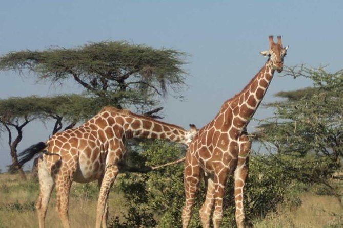 Nairobi National Park, Elephant Orphanage, Giraffe Centre Tour - What the $45 price really covers