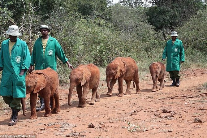 Nairobi National Park, Elephant Orphanage, Giraffe Centre Tour - How to make the day better