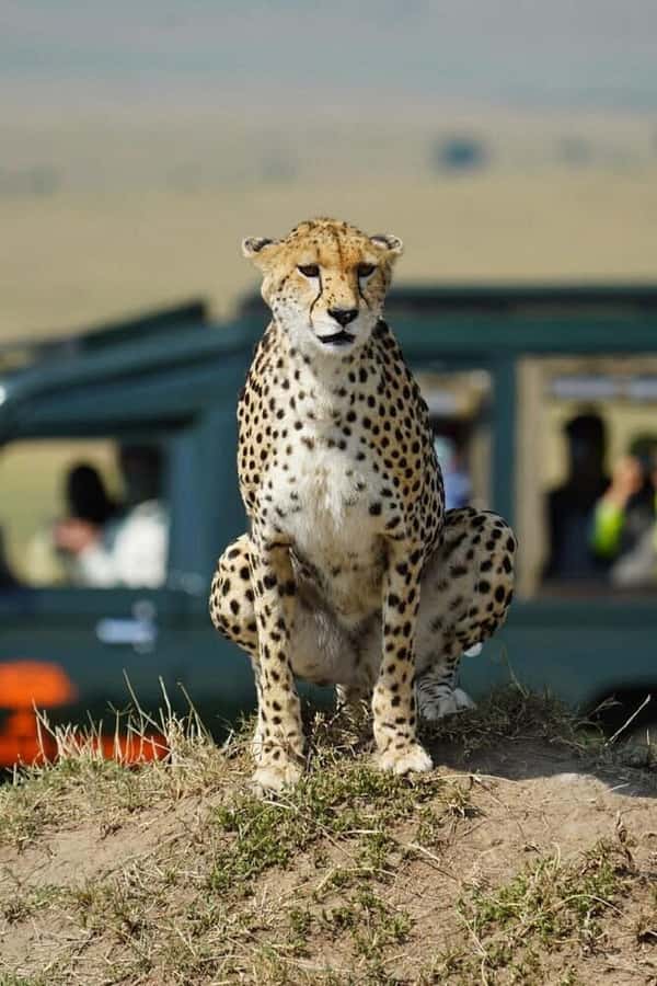Nairobi: National Park, Elephant Orphanage & Giraffe Tour - Key points to know before you book