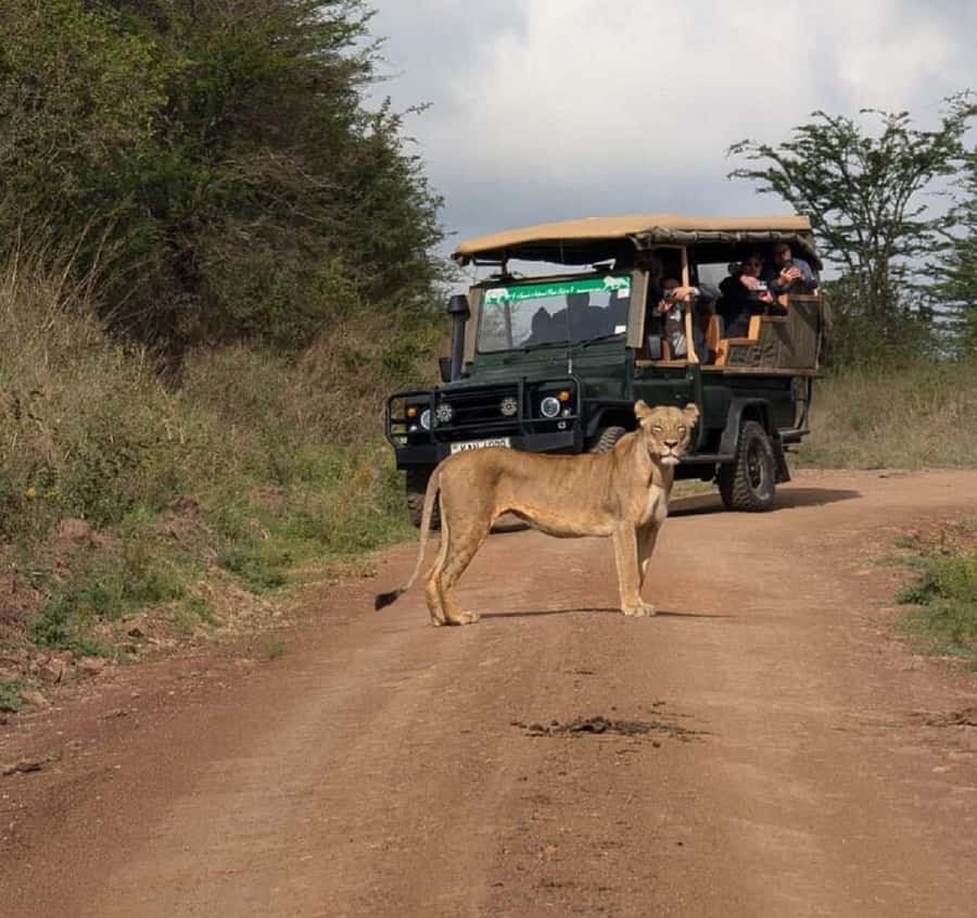Nairobi: National Park, Elephant Orphanage & Giraffe Tour - Four hours around Nairobi National Park