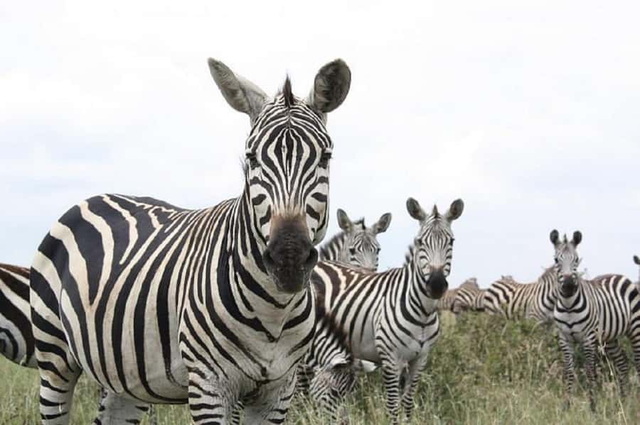 Nairobi: National Park, Elephant Orphanage & Giraffe Tour - Beads, pottery, and a look at local work
