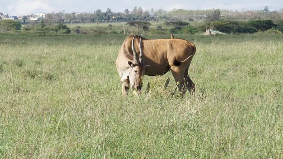 Nairobi: National Park, Elephant Orphanage & Giraffe Tour - Transport, timing, and the shape of the day