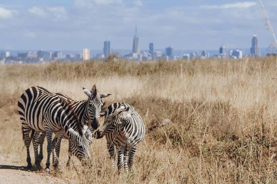 Nairobi: National Park, Elephant Orphanage & Giraffe Tour - Who should choose this tour