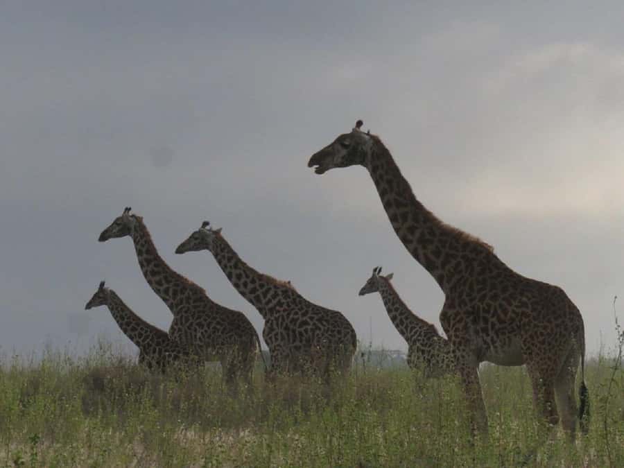 Nairobi: National Park, Elephant Orphanage & Giraffe Tour - Starting early at the Giraffe Centre