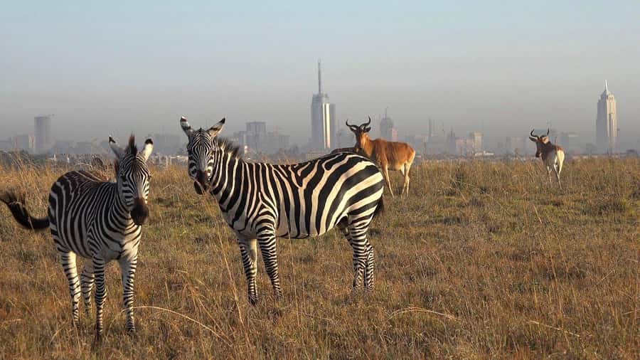 Nairobi; National Park, Elephant Sanctuary & Giraffe Center. - Key points at a glance