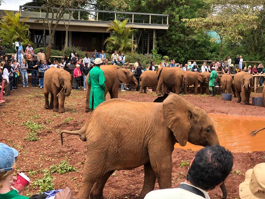 Nairobi; National Park, Elephant Sanctuary & Giraffe Center. - Why this Nairobi day works