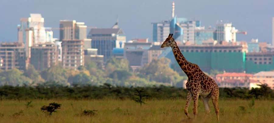 Nairobi; National Park, Elephant Sanctuary & Giraffe Center. - Lunch, local stops, and the middle of the day
