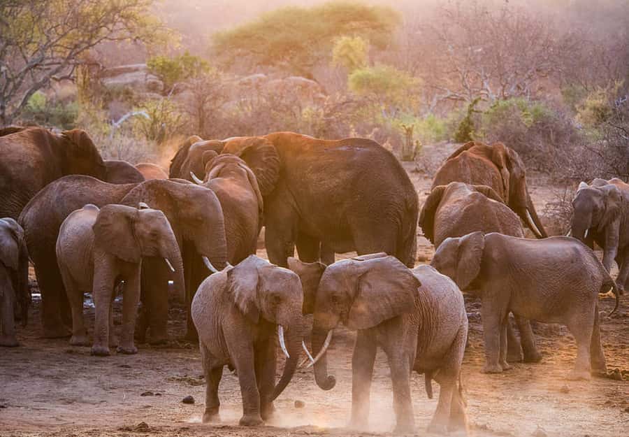 Nairobi; National Park, Elephant Sanctuary & Giraffe Center. - Timing, comfort, and group style