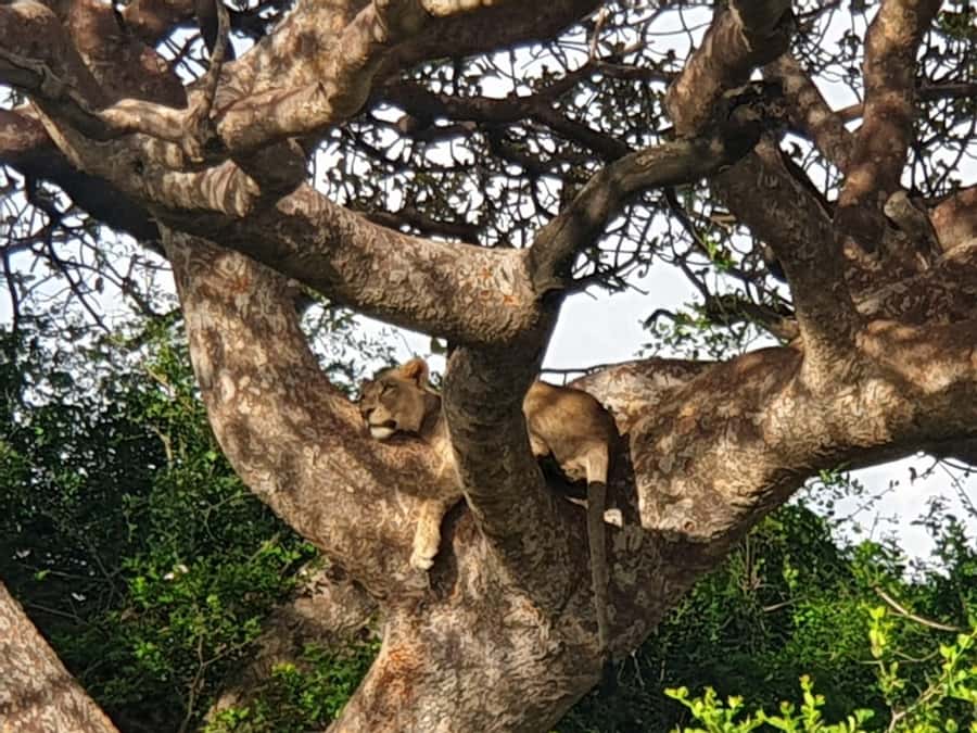 Nairobi; National Park, Elephant Sanctuary & Giraffe Center. - Who should book this day