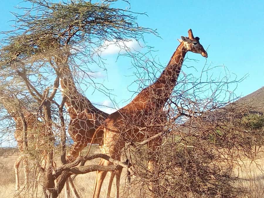 Nairobi National Park, Elephants, Giraffes & Bomas Day Trip - Open-roof viewing and the ride itself