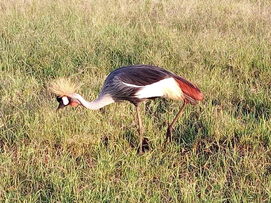 Nairobi National Park, Elephants, Giraffes & Bomas Day Trip - FAQ