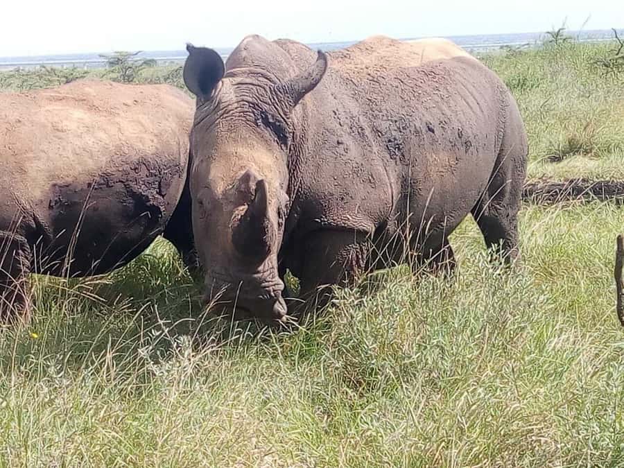 Nairobi National Park, Elephants, Giraffes & Bomas Day Trip - Baby elephants at the David Sheldrick Elephant Orphanage