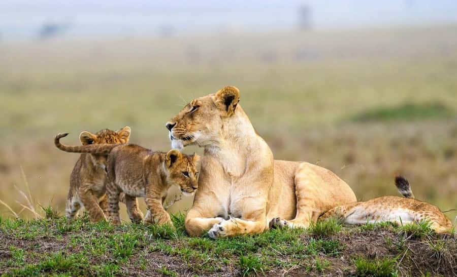 Nairobi National Park Evening Game Drive - Key points to know before booking