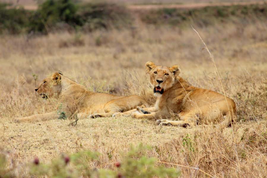 Nairobi National Park Evening Game Drive - Hundreds of birds make the drive richer