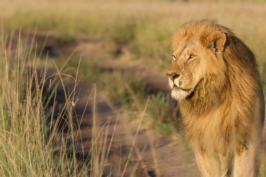 Nairobi National Park Evening Game Drive - Who should choose this Nairobi safari