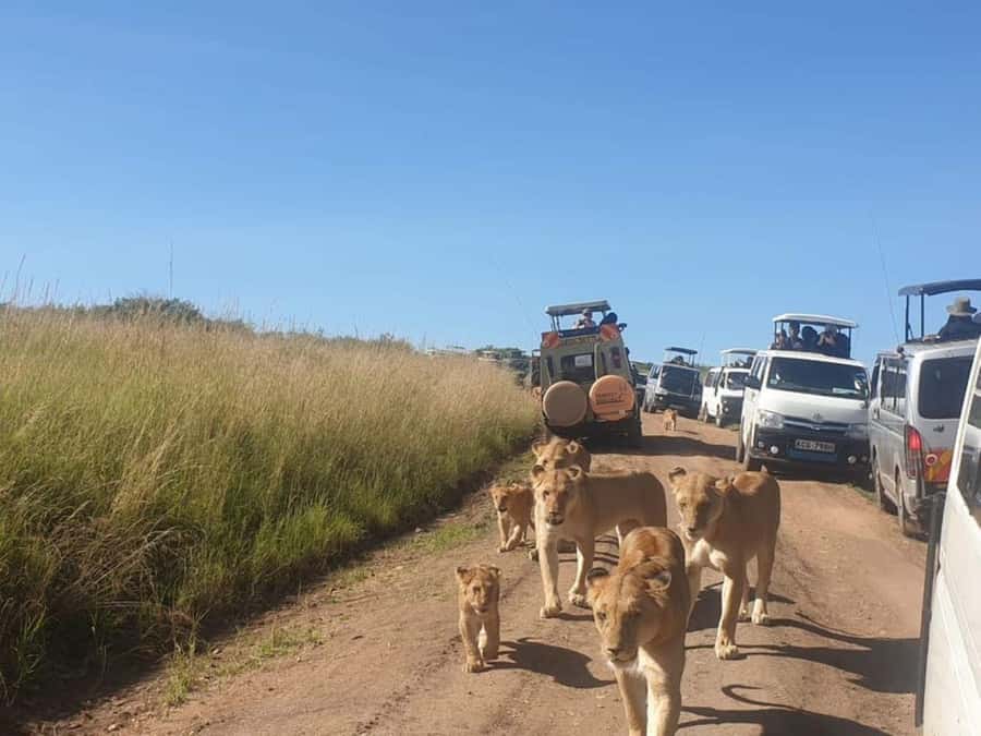 Nairobi National Park Evening Game Drive - Hotel pickup gets the outing moving