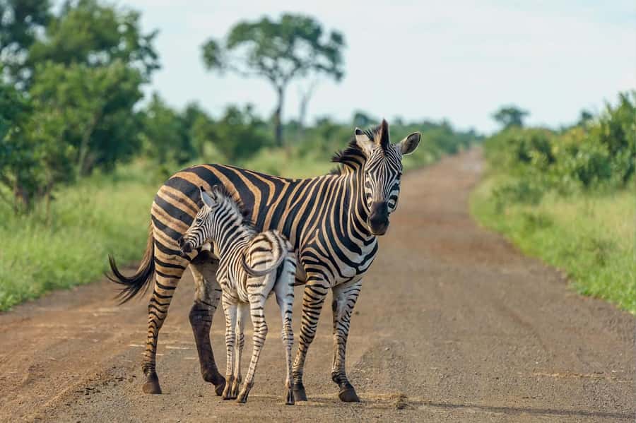 Nairobi National Park: Free WIFI connection - Key points at a glance