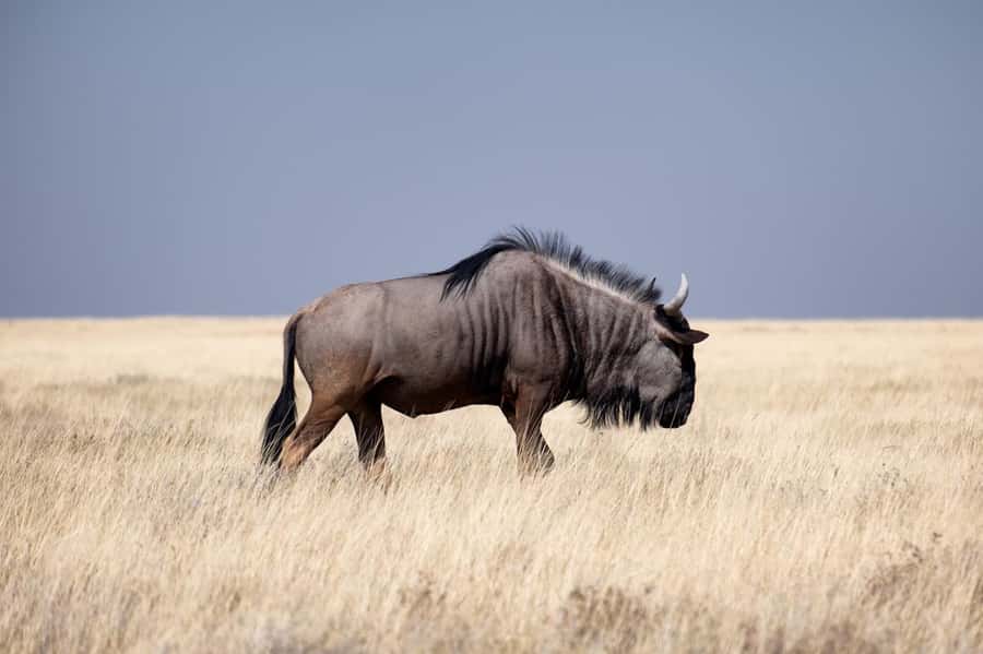 Nairobi National Park: Free WIFI connection - What the animal sightings may mean for your day
