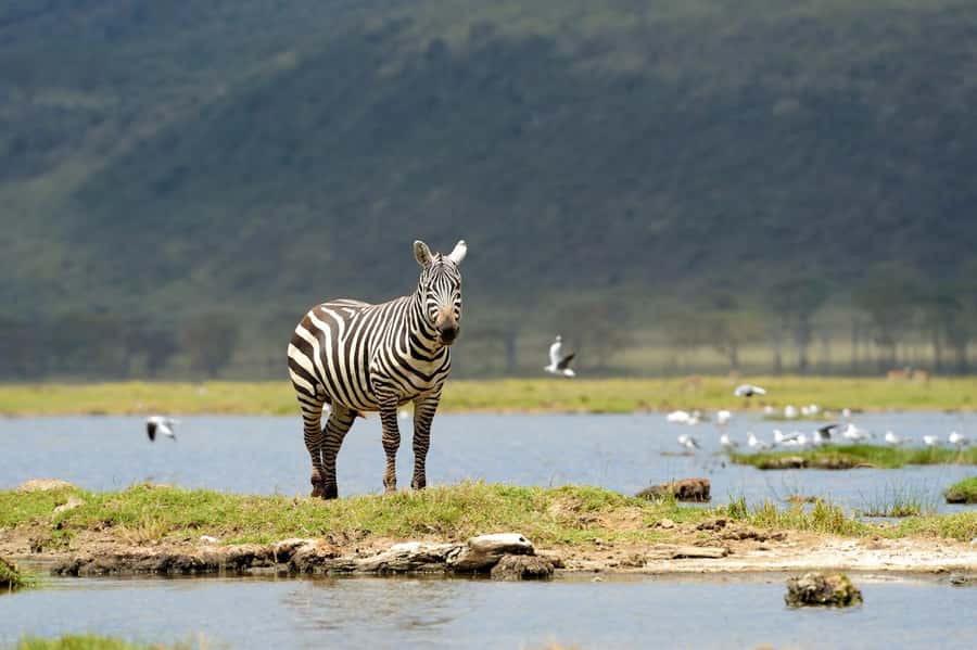 Nairobi National Park: Free WIFI connection - Who will like this Nairobi experience