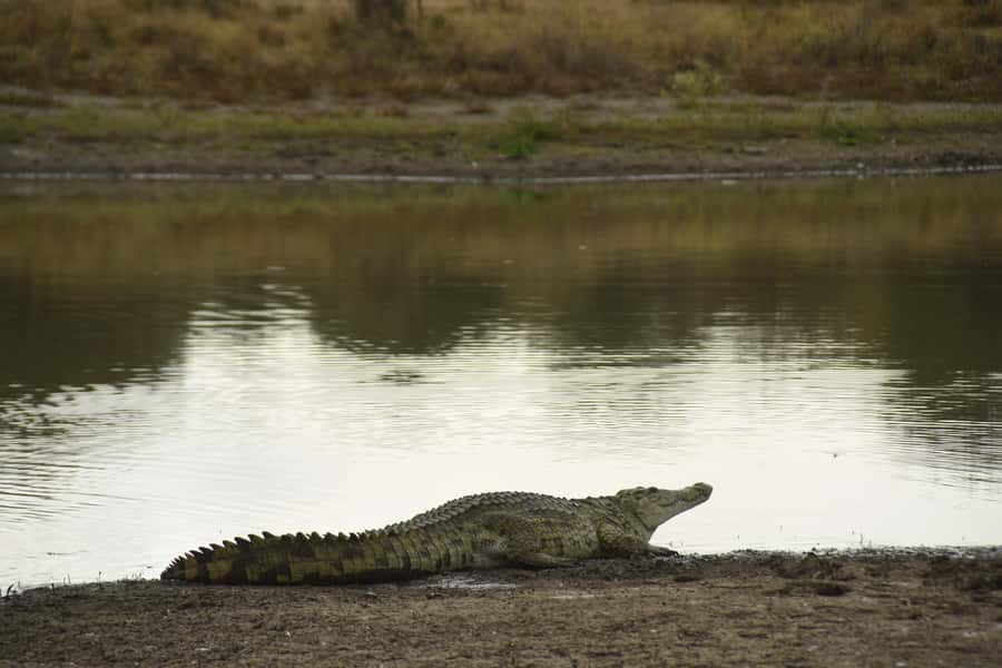 Nairobi National Park Full-Day Tour: Private 4WD with Guide - The Giraffe Centre at midday