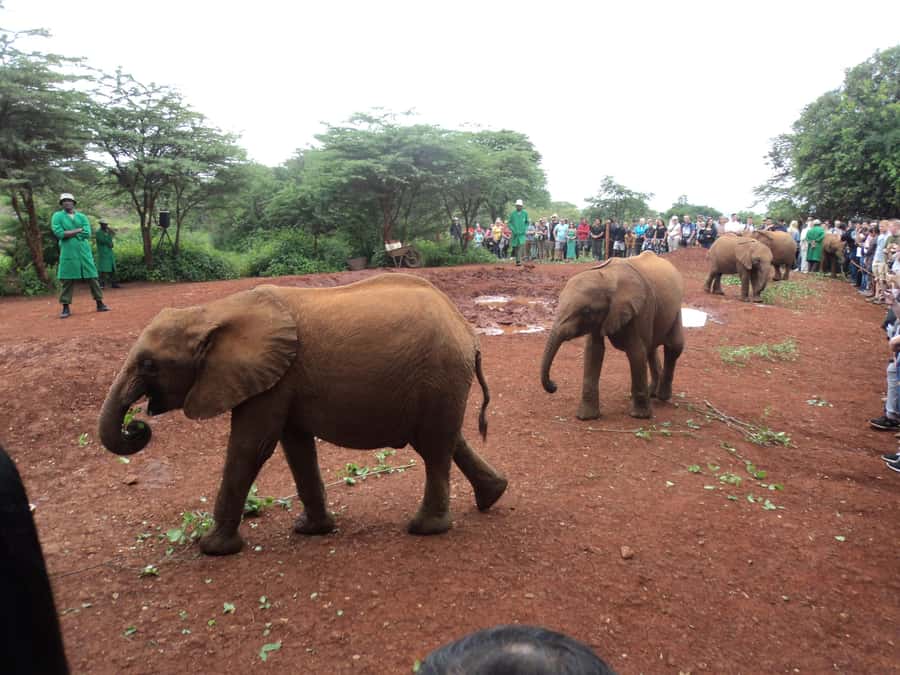 Nairobi National Park Full-Day Tour: Private 4WD with Guide - What the $460 price really covers