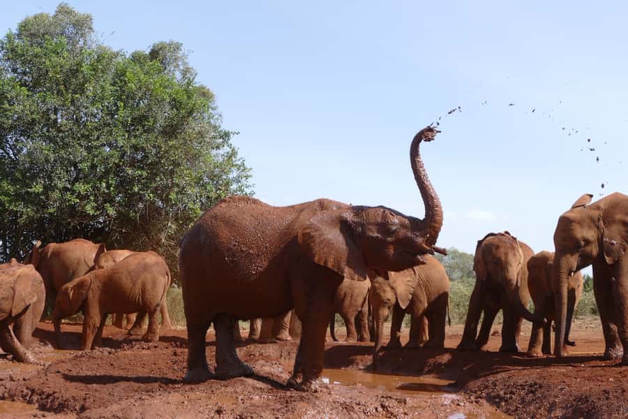Nairobi National Park Full-Day Tour: Private 4WD with Guide - Nairobi National Park from 6:00 to 10:30 AM