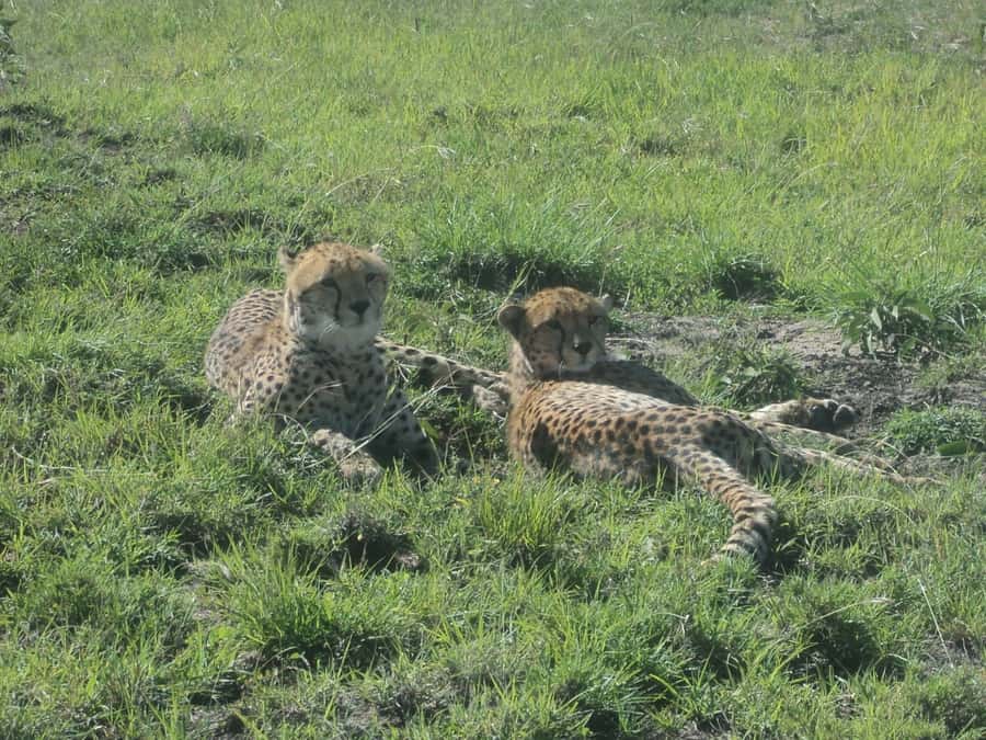 Nairobi National Park Full or Half-Day Tour with Guide - A safari morning only 10 kilometers from Nairobi