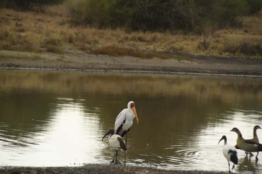 Nairobi National Park Full or Half-Day Tour with Guide - Who should book this Nairobi safari?