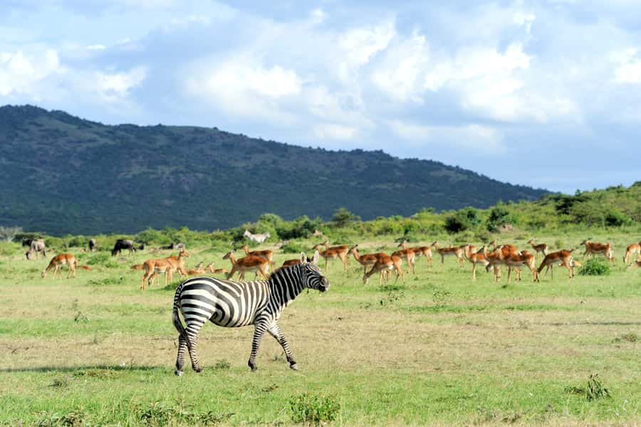 Nairobi National Park Full or Half-Day Tour with Guide - Why the guide matters more than the schedule