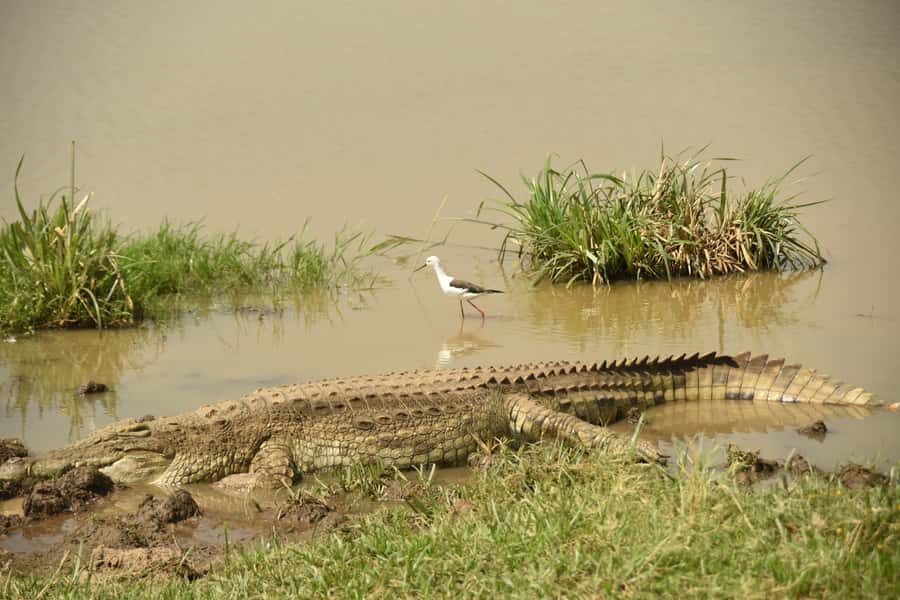 Nairobi National Park Full or Half-Day Tour with Guide - The afternoon safari with dinner and dancing