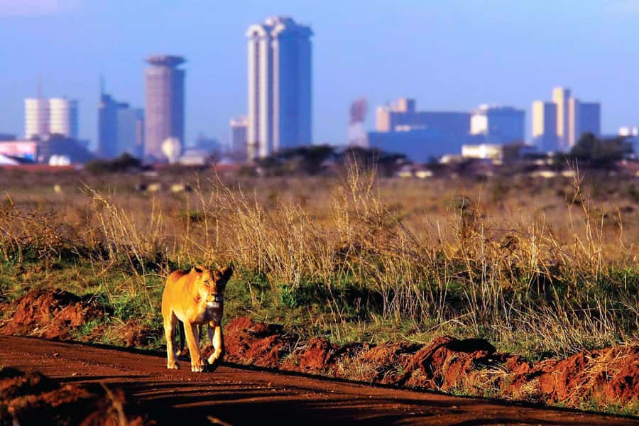 Nairobi National Park Full or Half-Day Tour with Guide - Is $185 good value?