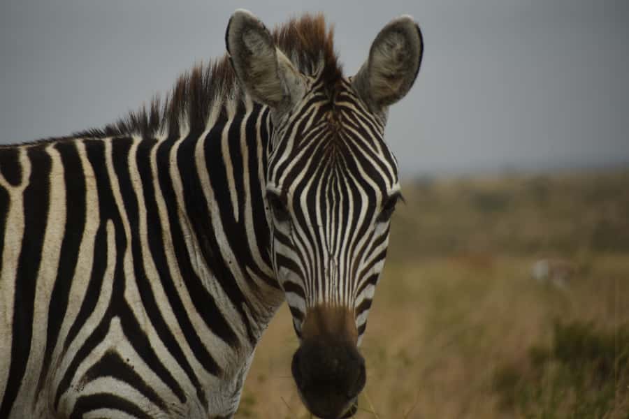 Nairobi National Park Full or Half-Day Tour with Guide - Practical packing and comfort advice